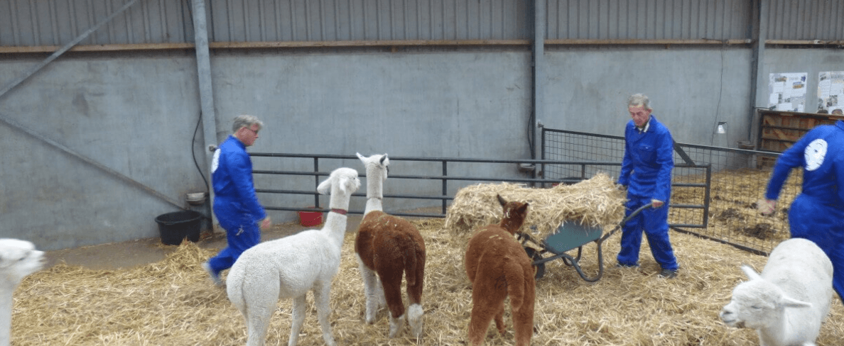 Land Adventures at De Alpacaboerderij with Alpaca Farming