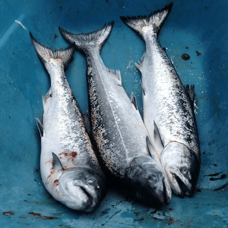 Freshly caught salmon laid in blue tub after river fishing