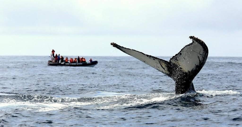 Whale watching tour with humpback tail breaching near boat