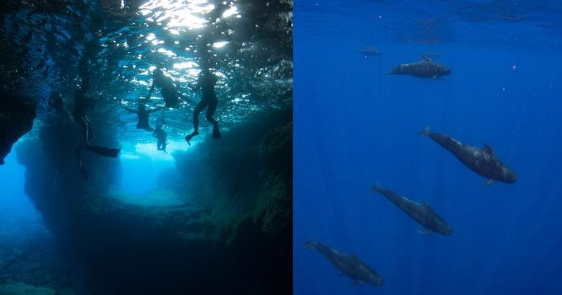 Water-Activities with Wild Hawaii Ocean Adventures