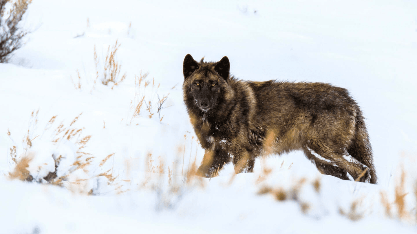 Wildlife & Wolf Safari by Jackson Hole Wildlife Safaris in Teton Village