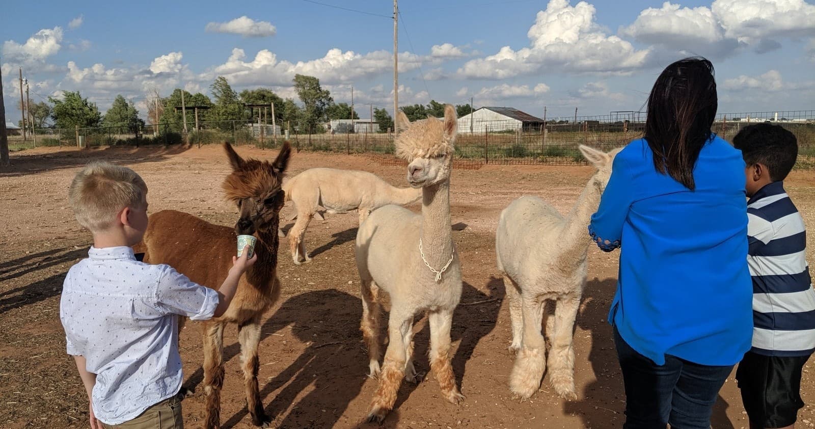 Alpaca Farm Tour with Windrush Alpacas: A Charming Outdoor Experience