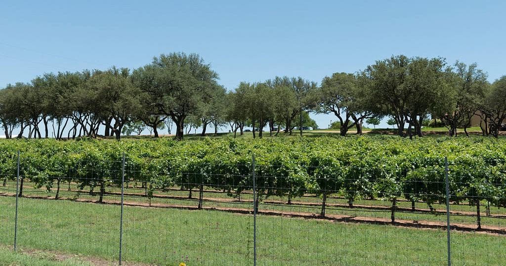 Vineyard rows and live oaks under clear blue Texas sky