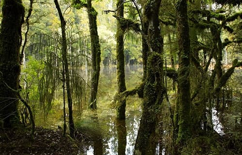 Swamp Boat Tour with Crescent City Tours, Louisiana