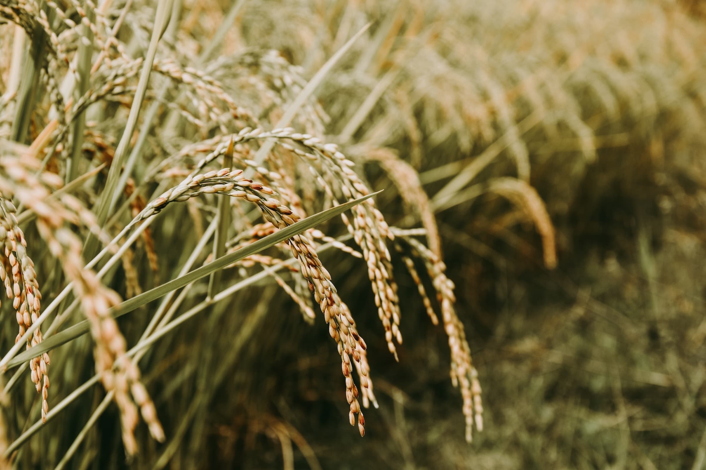 Golden rice field swaying in wind in rural paddy landscape