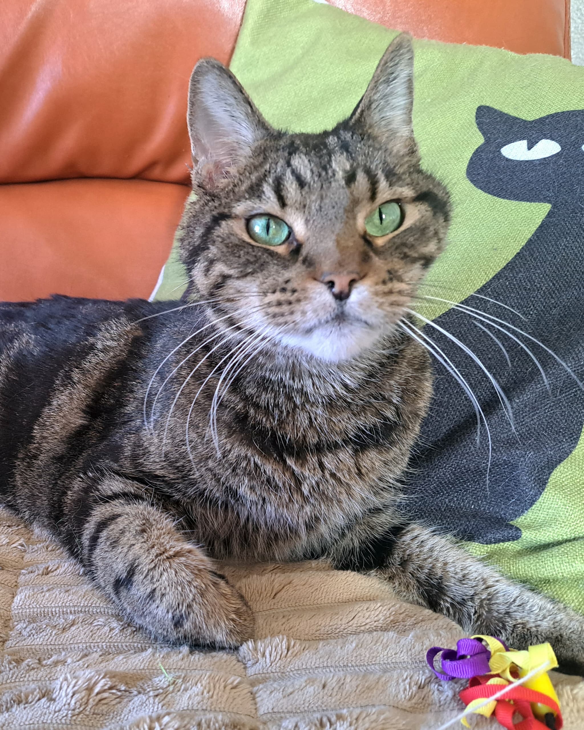 Brown tabby cat lounging on living room couch near toy