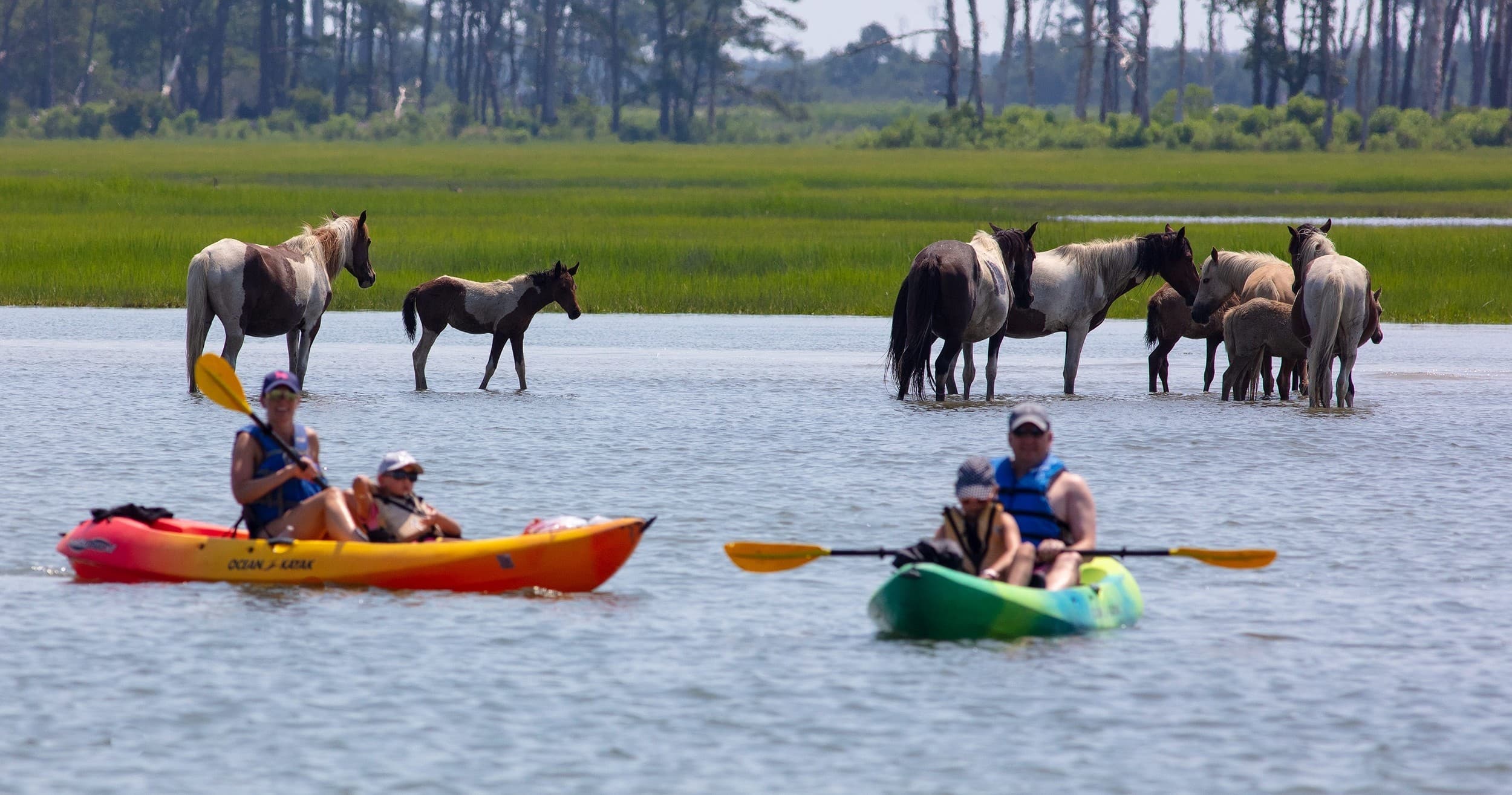 Assateague Explorer Pony Watching & Wildlife Cruises fleet