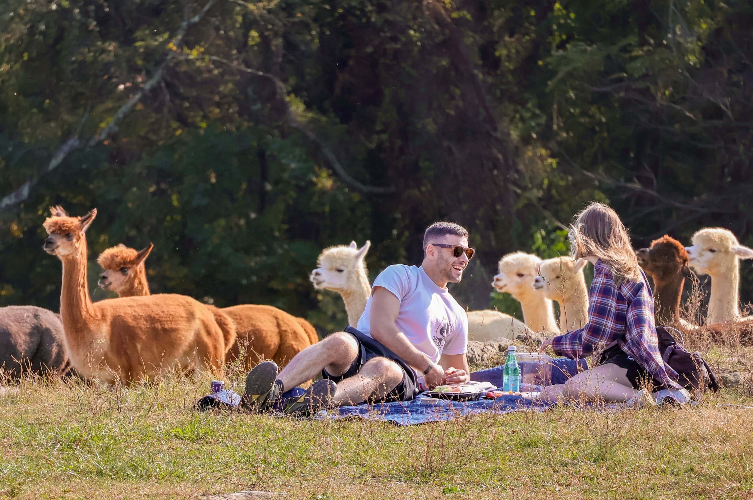 Happy Hour Hangout: Adults-Only Alpaca Pasture in Finksburg, MD photo 1