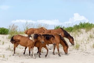 Water Activities & Wildlife Tour with Back Bay Adventures