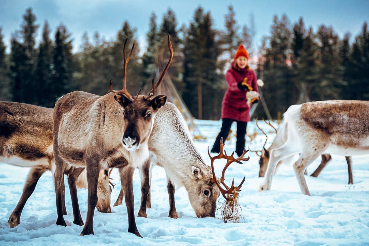 Reindeer Sleigh Ride & Traditions with Experience Pyhä