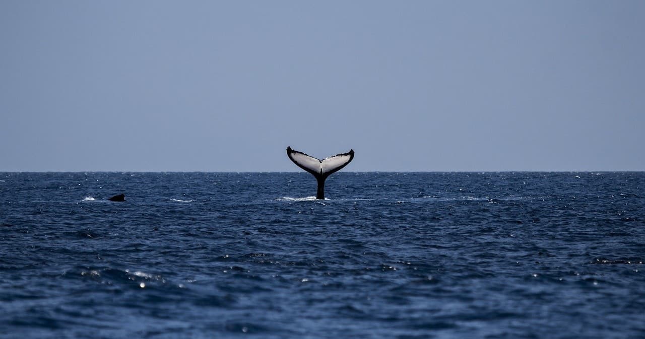 Humpback whale tail fluke rising above deep open ocean during whale watching
