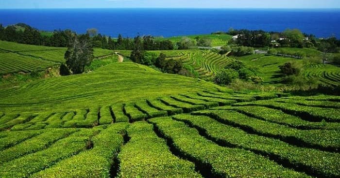 Tea Plantation Tour with BigBlue Adventures: Gorreana Experience