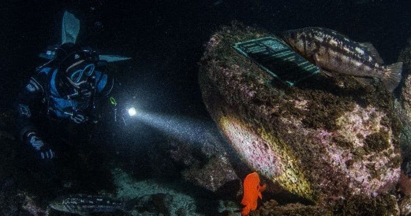 Catalina Night Dives: Explore Avalon’s Kelp Forest After Dark