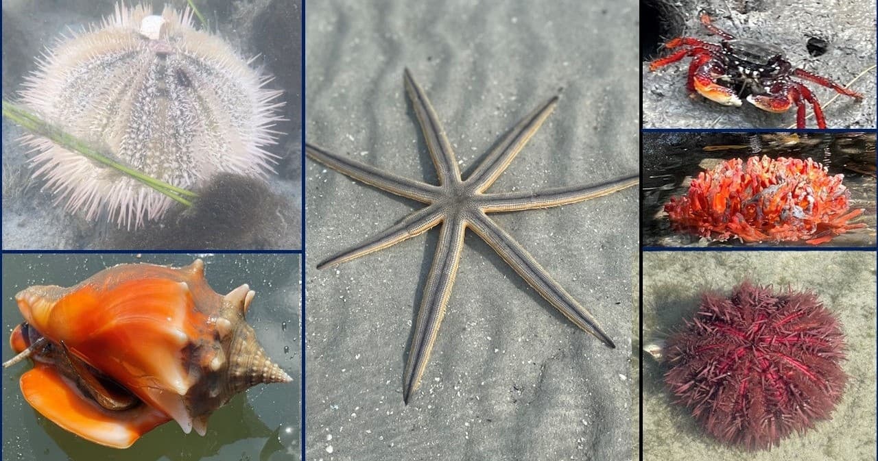 Sea stars, urchins and conch shells on sandy tidal flats beach