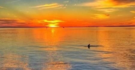 Celebrate New Year's Eve with an Unforgettable Sunset Dolphin Cruise in Sanibel, Florida