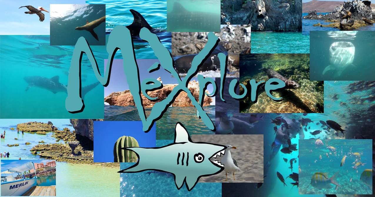 Ocean adventure collage branding poster showcasing marine tours