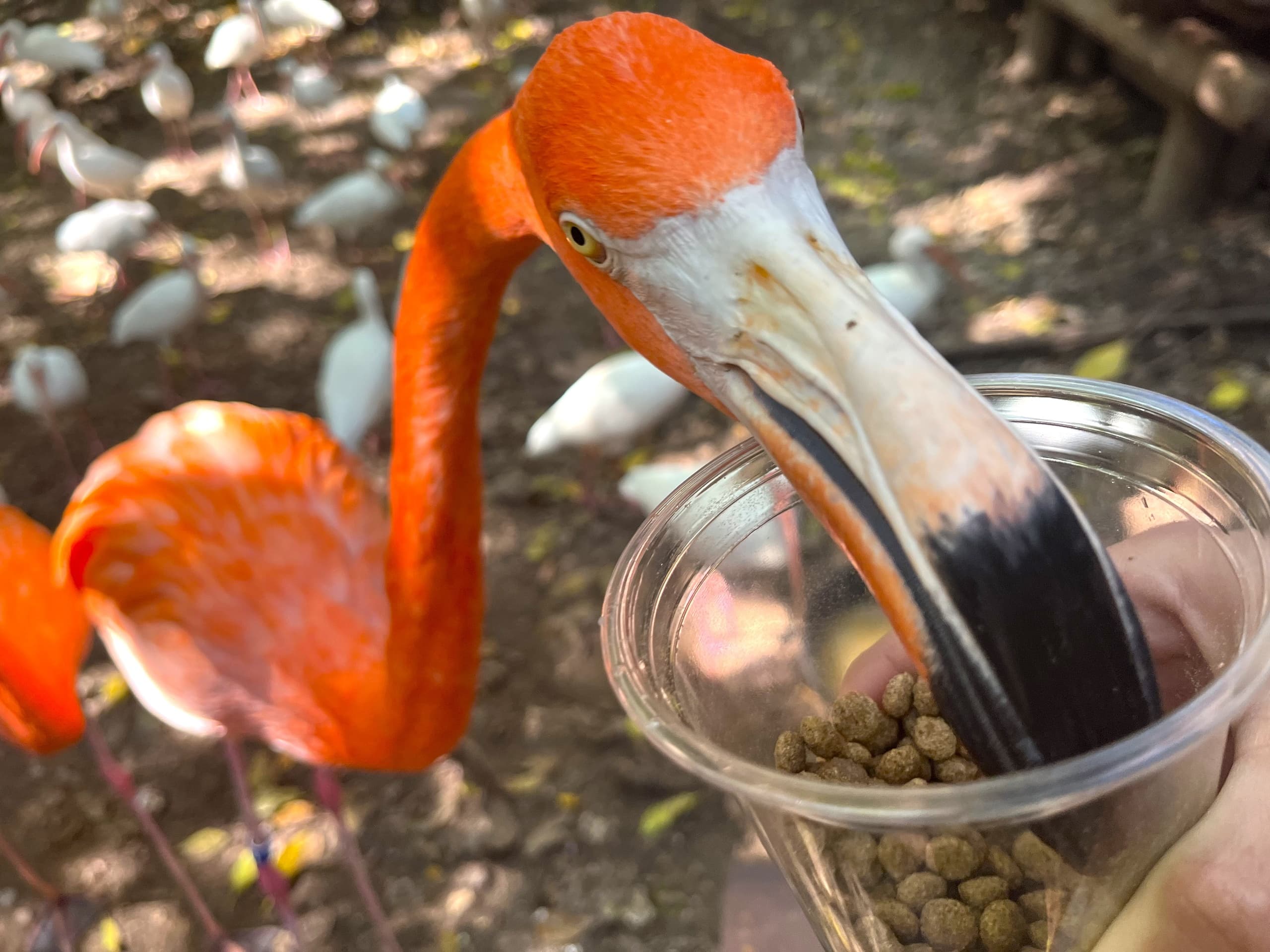 Wildlife & Feeding Experience at Jungle Island
