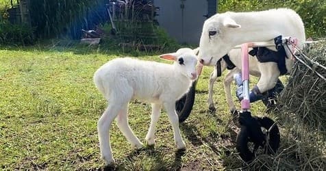 Young lamb nuzzling ewe on grassy farm pasture, sunny day