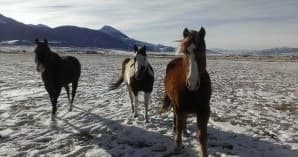 Snowshoeing Adventures with Rockin' HK Outfitters in Pray, MT