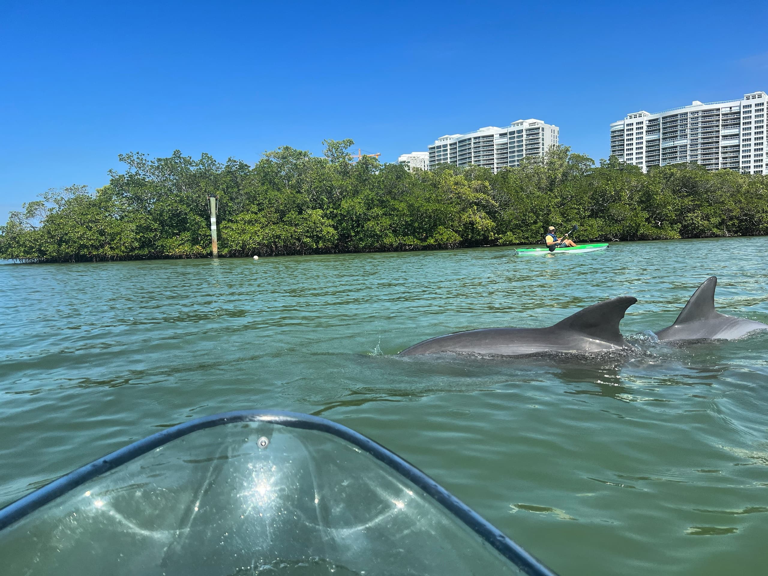 Kayaker encountering dolphins near mangroves in coastal waters
