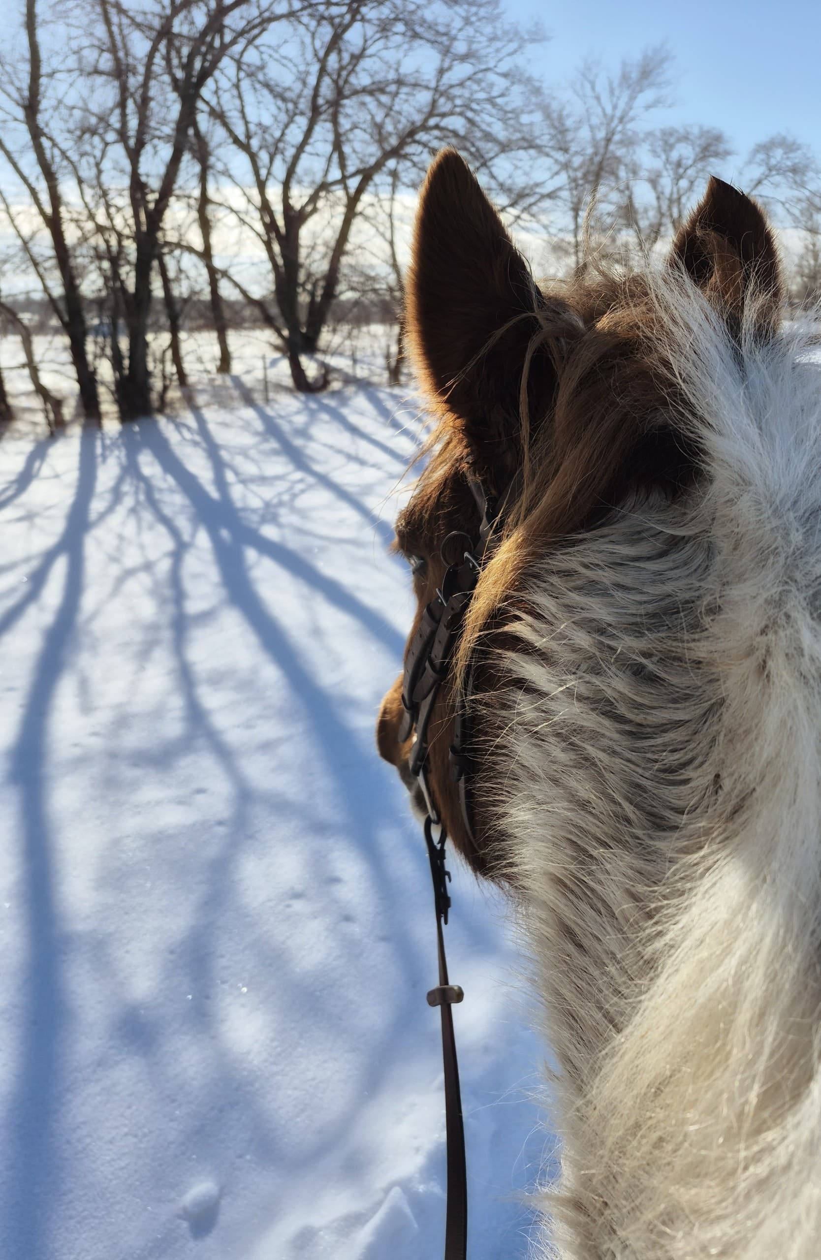Saddle Up at Miracle Ranch: Guided Trail Rides Near Oakbank Manitoba