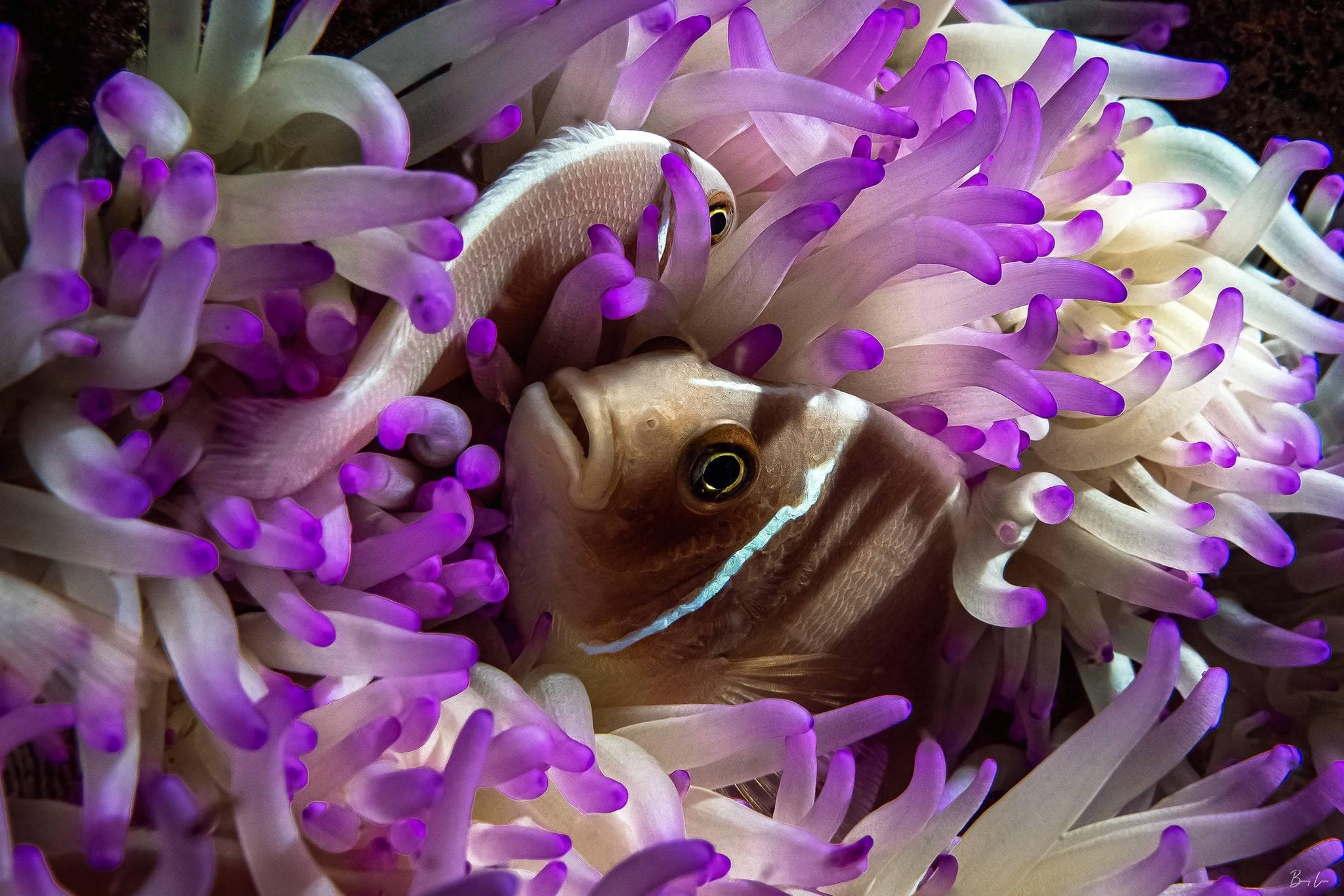 Scuba Barry: Private PADI Certification in Lahaina, Hawaii
