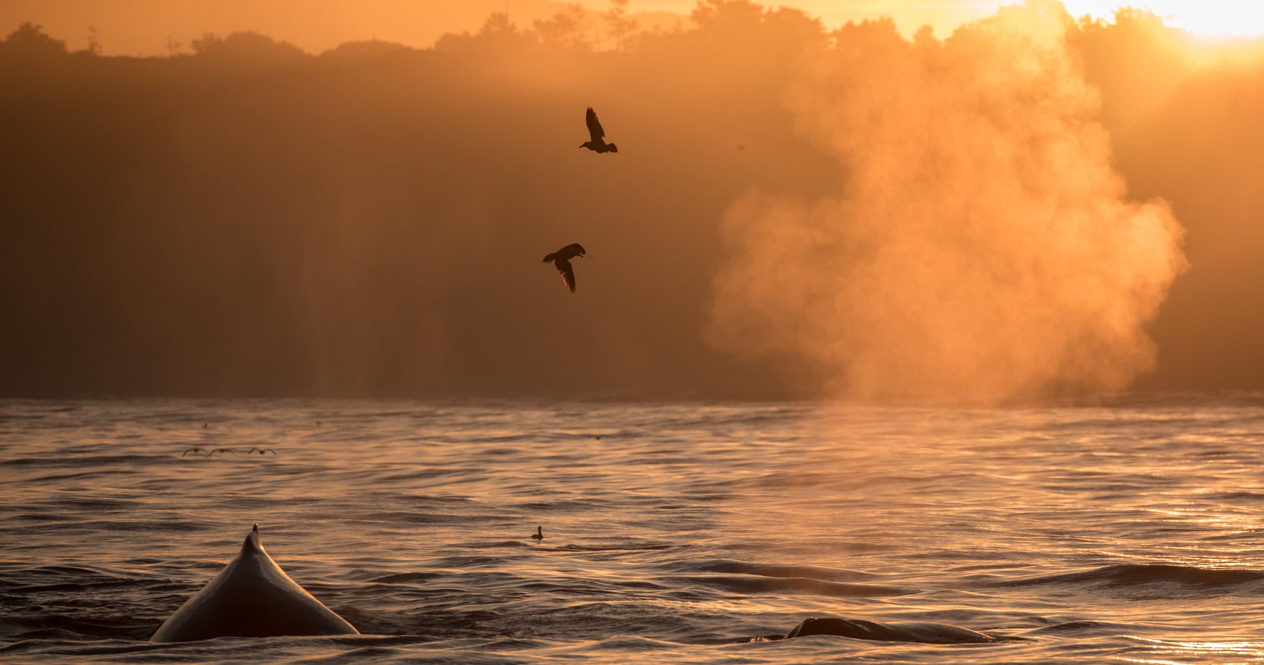 On the Water with Whales: Monterey Bay Photography Retreat in Moss Landing