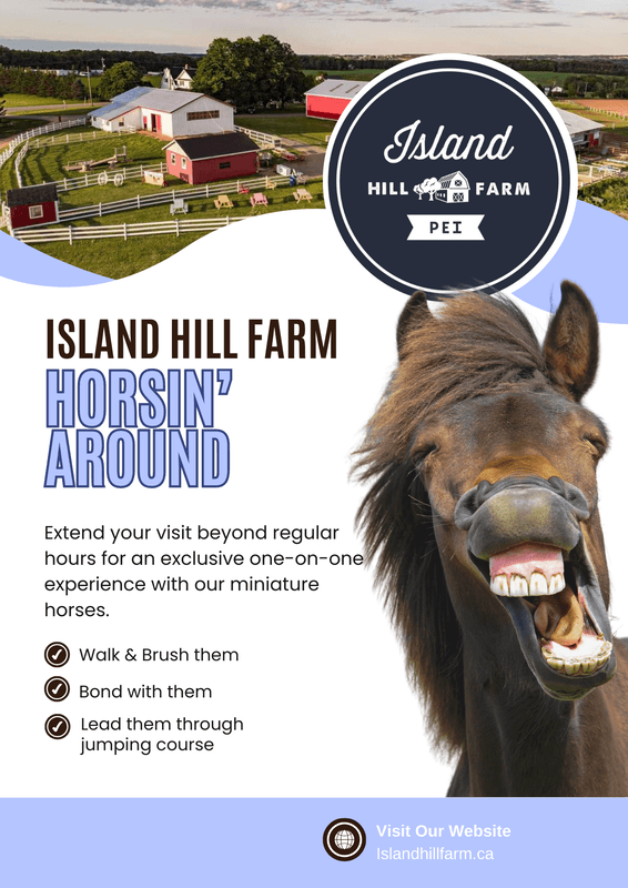 Equestrian Adventure at Island Hill Farm