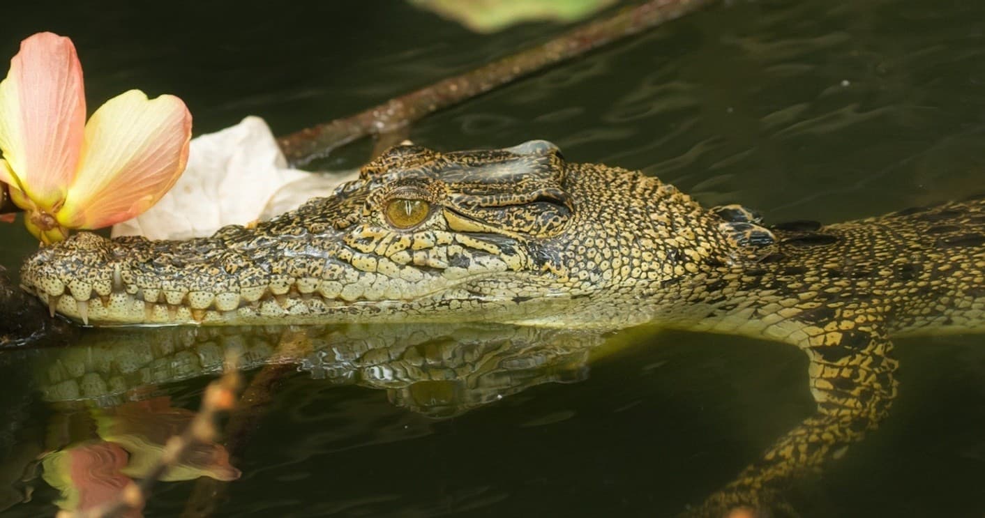 Wildlife Cruises & Crocodile Spotting with Solar Whisper