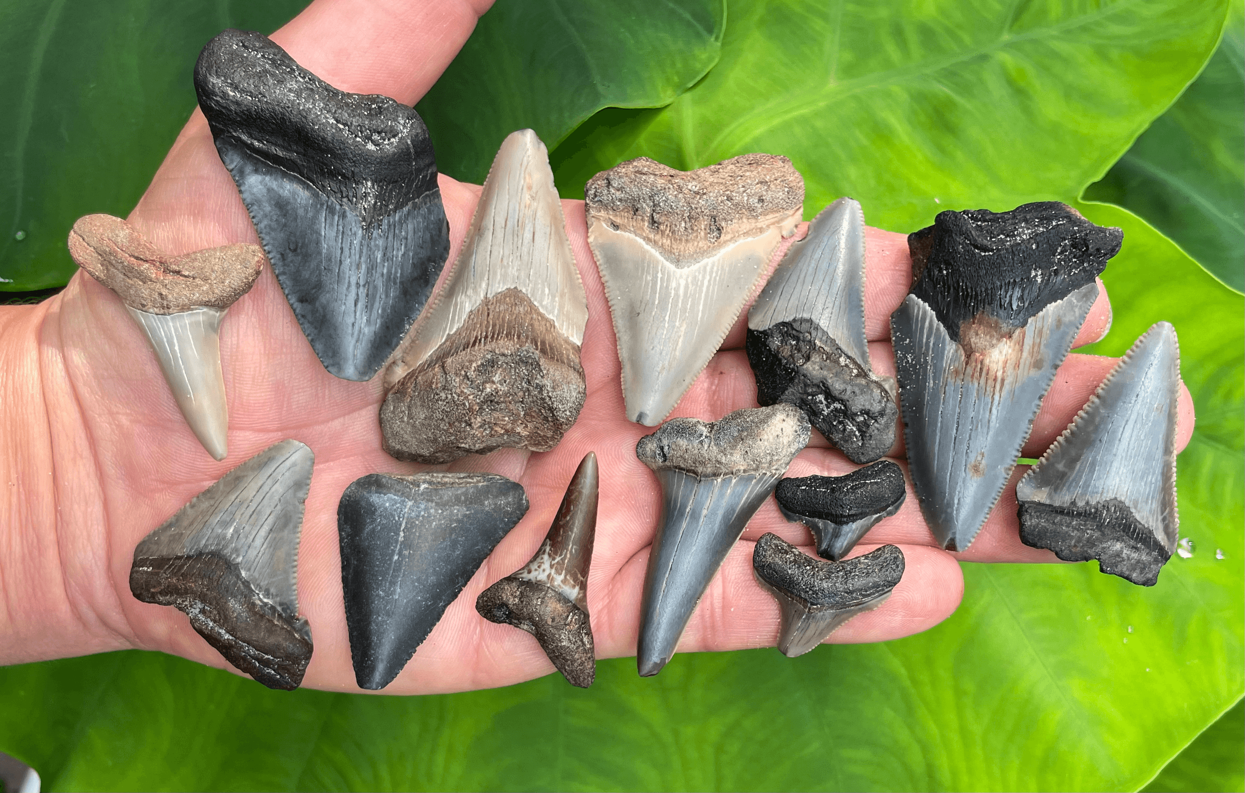 Hand displaying fossil shark teeth on tropical leaf, beachcombing find