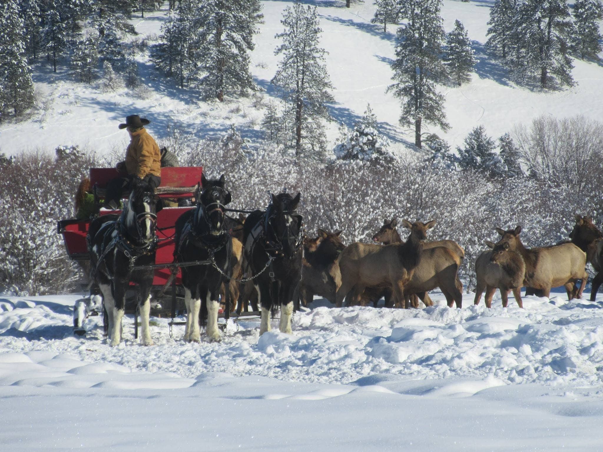 Experience a Large Private Sleigh Ride Through Scenic Garden Valley Meadows