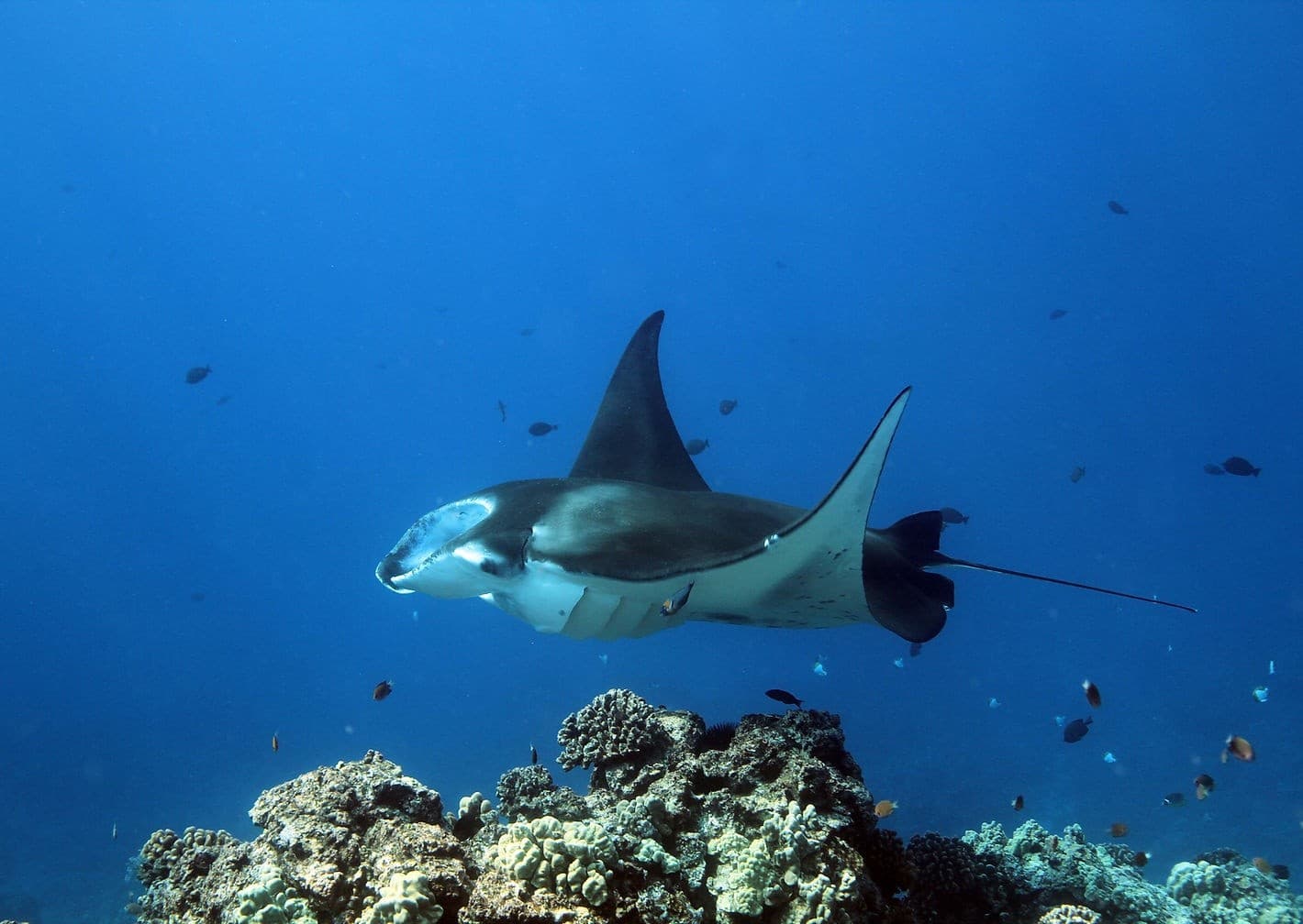 Kona’s Fabulous Five Ocean Safari: From Honokohau to Dolphins, Manta Rays & Turtles photo 1