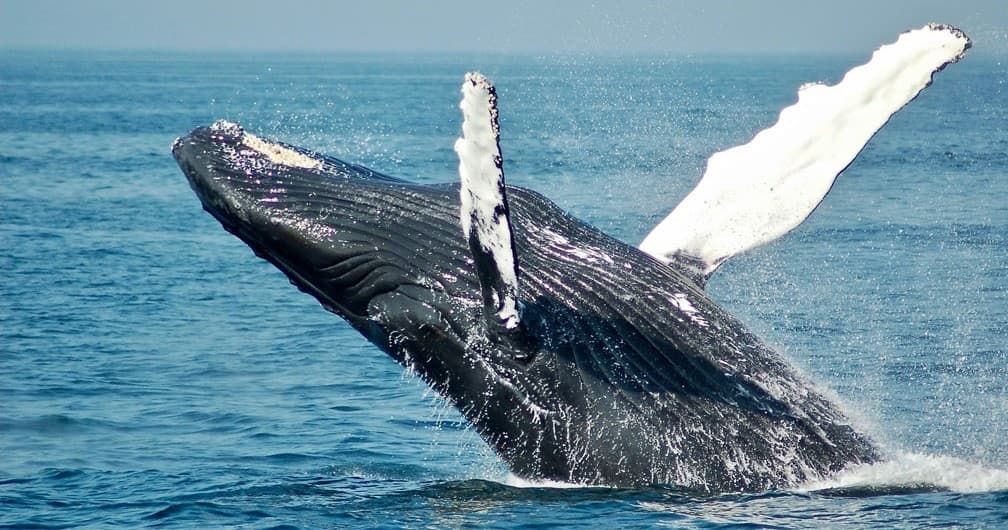 Humpback whale breaching in open ocean on whale watching tour