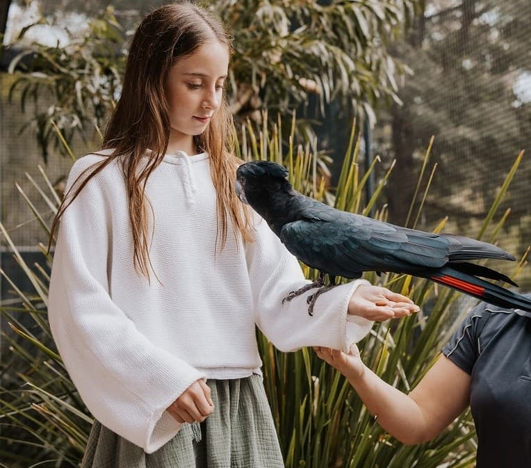 Child holding black cockatoo on arm in outdoor bird aviary
