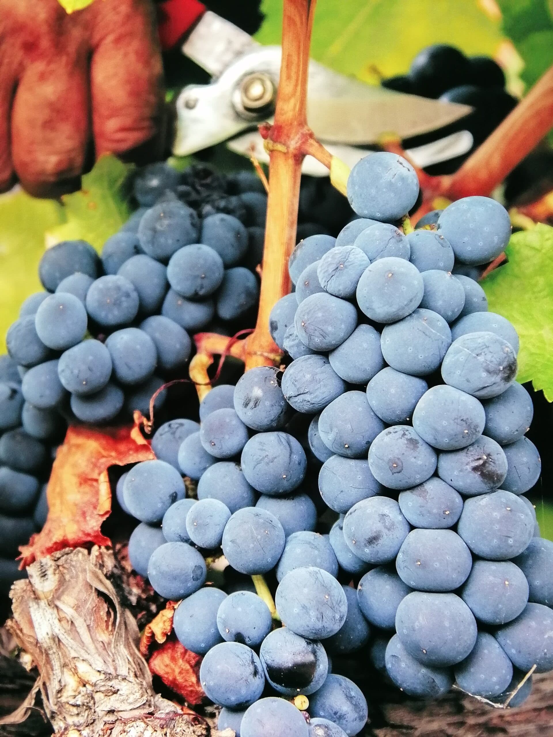 Douro Valley Wine Lovers: Boutique Wineries, Scenic Terraces & Port Tasting