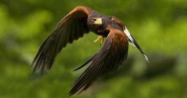 3 Day Falconry Workshop in Live Oak, Florida