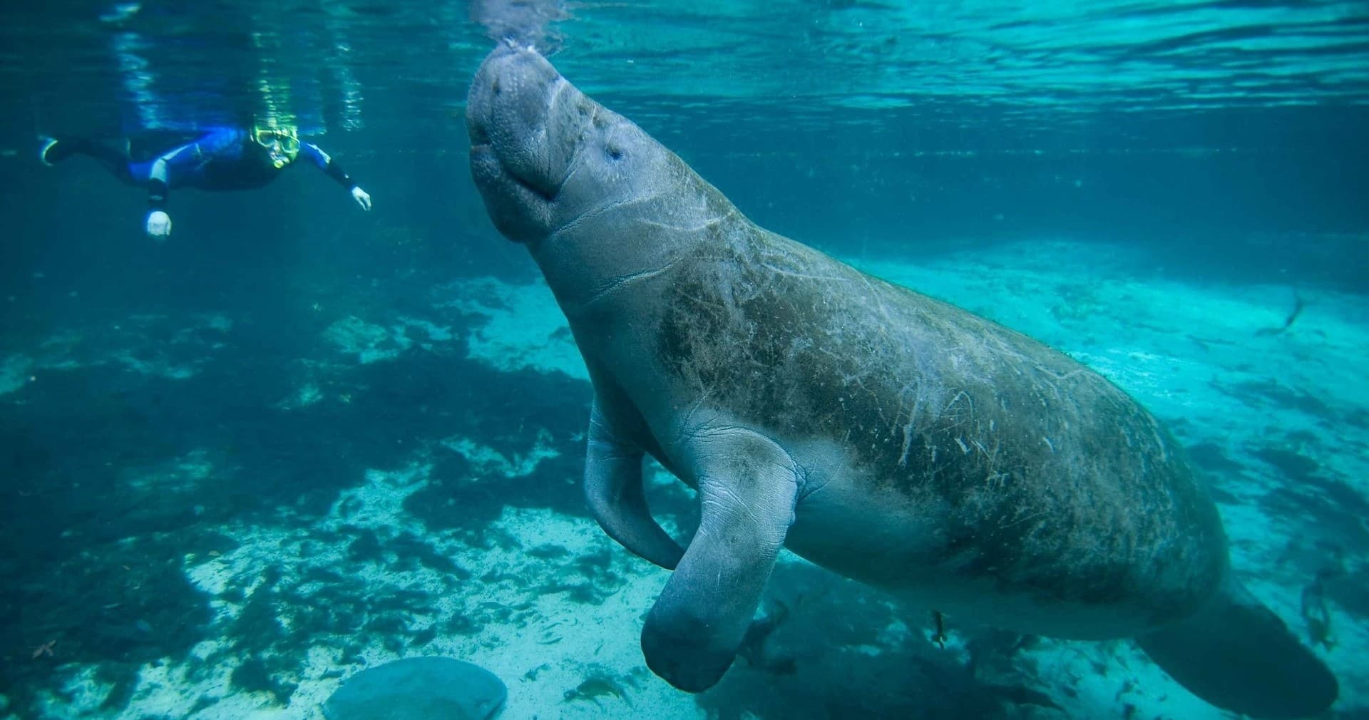 Manatee gliding in clear spring water, natural freshwater habitat