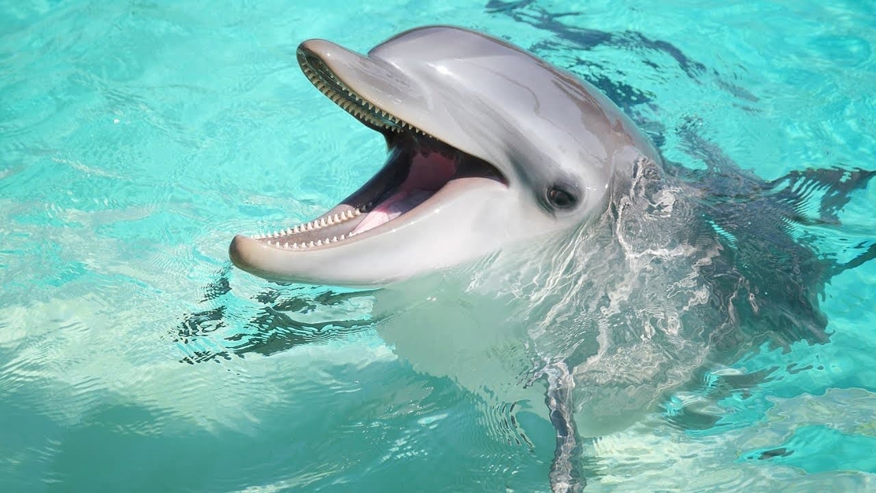 4 Hour Eco Tour & Dolphin Watch in Key West, Florida