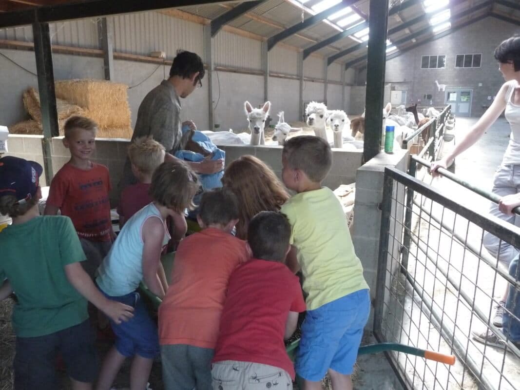 Animal Encounters: Alpaca Feestje at De Alpacaboerderij