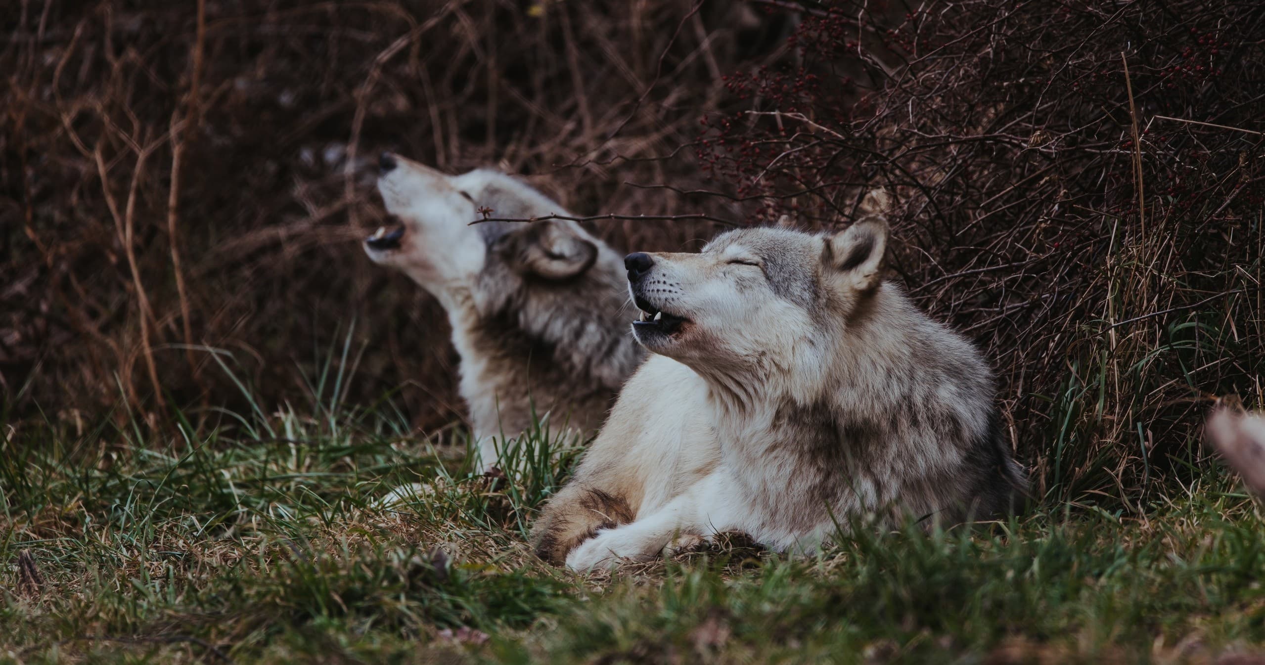 Pair of wolves howling at forest edge in moody woodland sanctuary