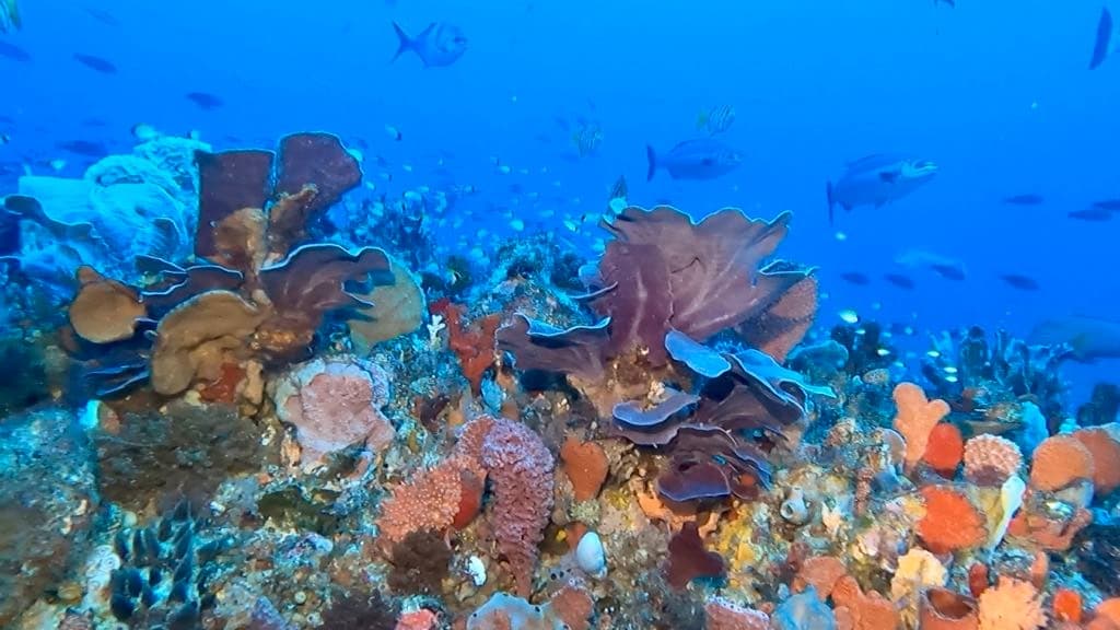 Diving at Wright's Bank: Marine Marvels Near Swan Dive