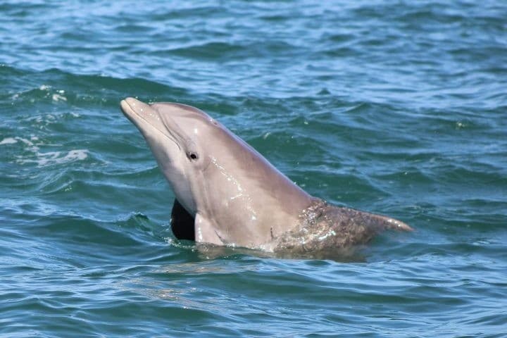 Dolphin Wildlife Adventure: St. Andrews Bay Dolphin & Wildlife Tours from Panama City