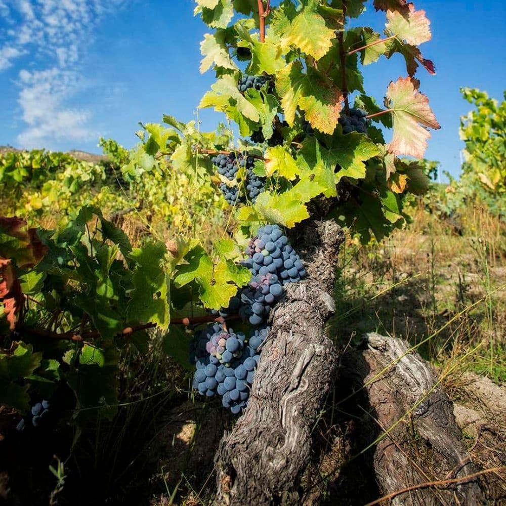 Close-up grape clusters on old vine in vineyard for wine tasting