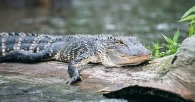 Alligator basking on log along swamp shoreline, bayou wildlife tour