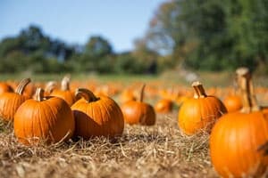 Pumpkin patch in sunny field for fall harvest visits