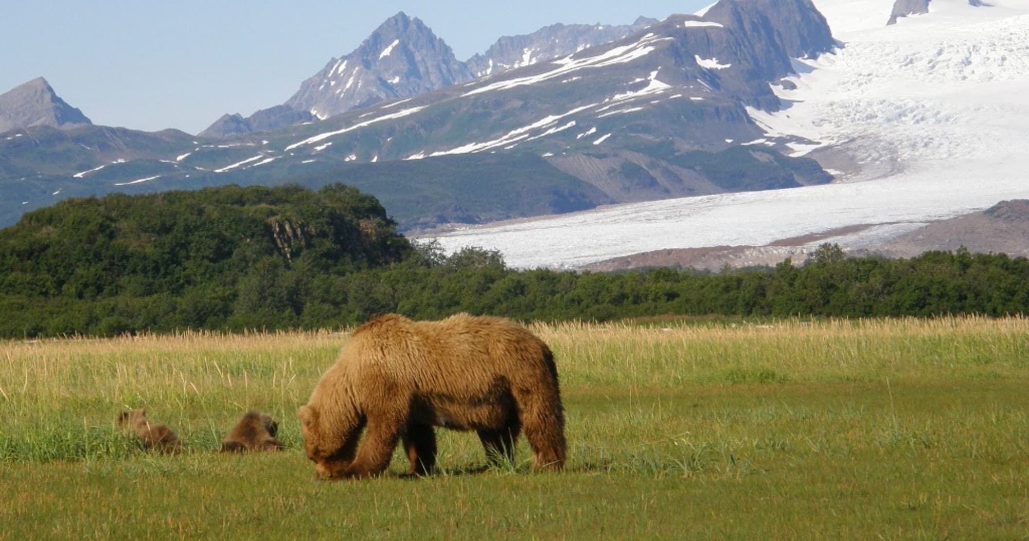 Katmai Bear Tour: Spectacular Wildlife Viewing in Alaska