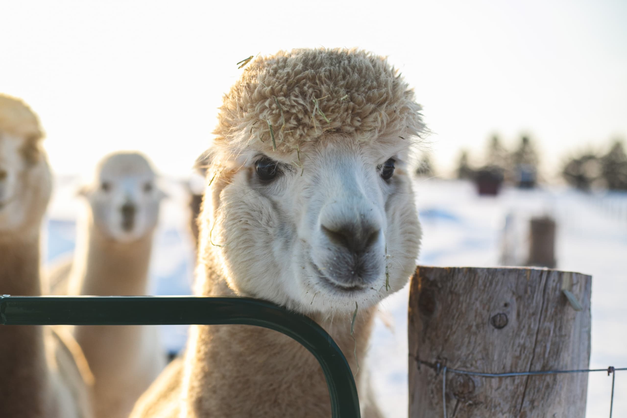 Meet Alpacas in Bright: Make Your Own Alpaca Nesting Ball photo 3