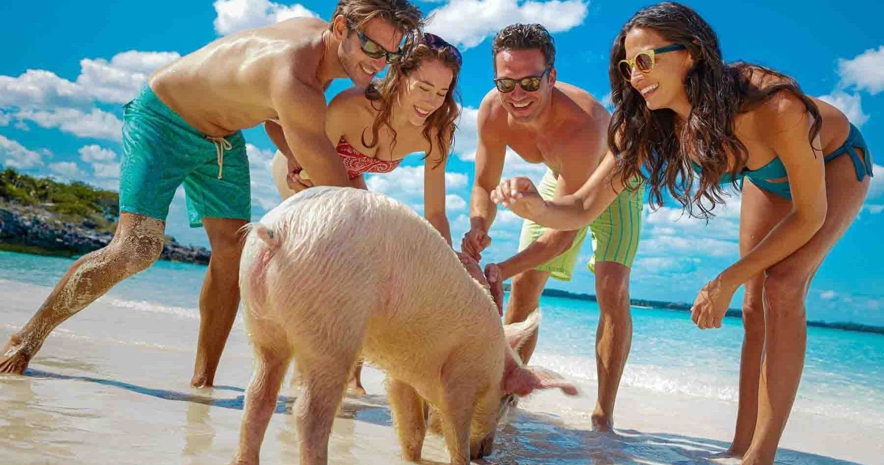 Tourists interacting with a swimming pig on a tropical Bahamas beach