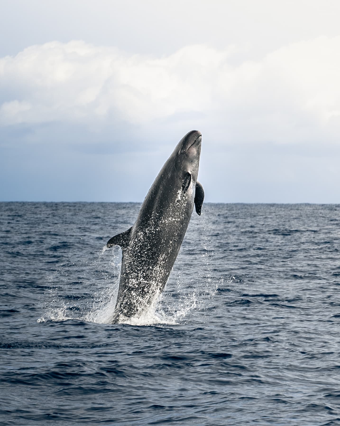 Humpback whale breaching offshore Kona, dramatic ocean wildlife