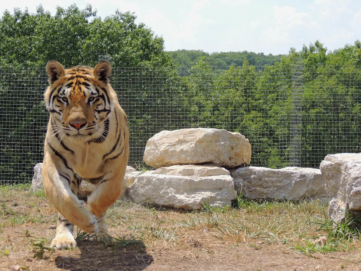 Bengal tiger sprinting across grassy sanctuary enclosure
